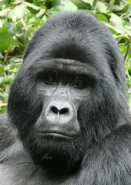 Gorilla