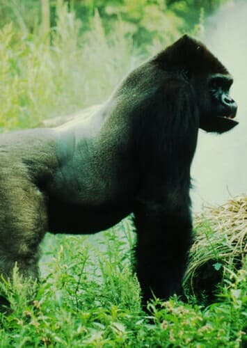 Gorilla
