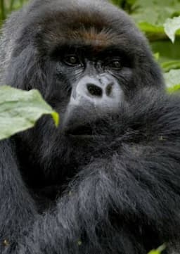 Gorilla