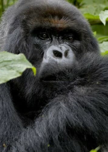 Gorilla