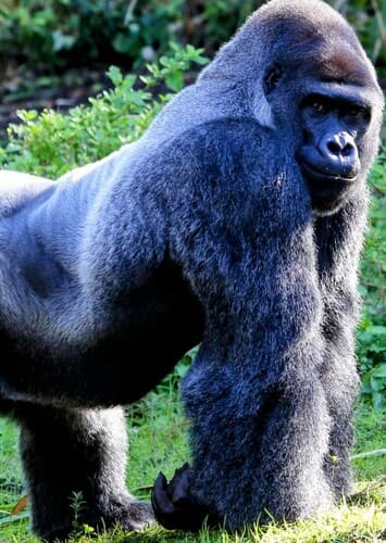 Gorilla