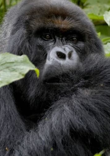 Gorilla