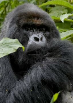 Gorilla