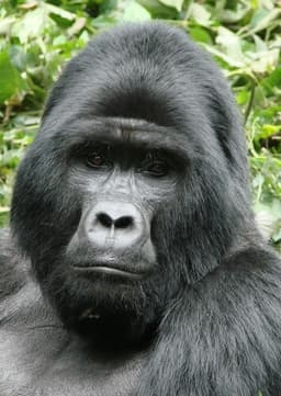 Gorilla