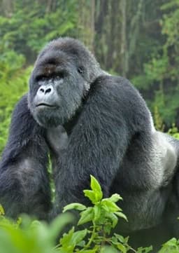 Gorilla