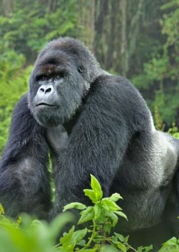 Gorilla