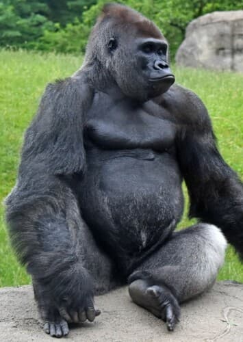 Gorilla
