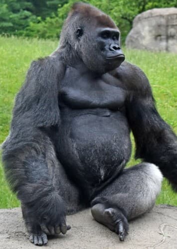 Gorilla