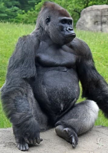 Gorilla