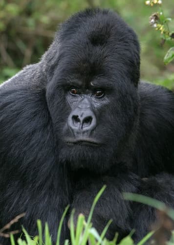 Gorilla