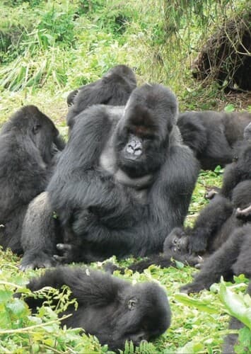 Gorillas