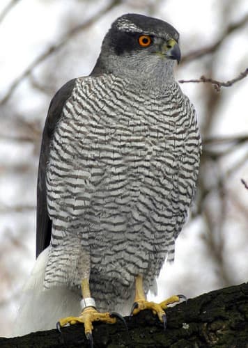 Goshawk