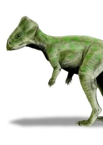 Graciliceratops