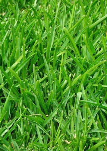 Grass
