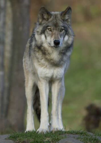 Gray Wolf