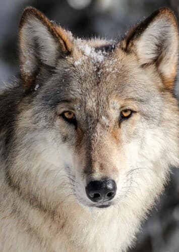 Gray Wolf