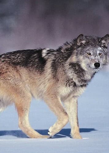 Gray Wolf