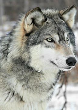 Gray Wolf