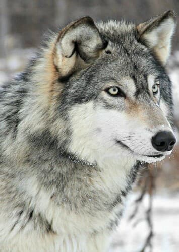 Gray Wolf