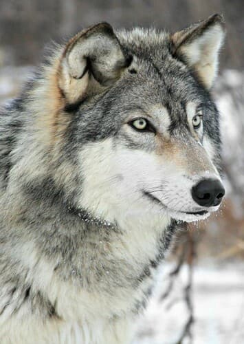 Gray Wolf