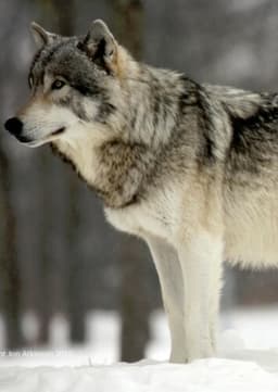Gray Wolf