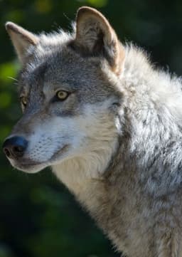 Gray Wolf