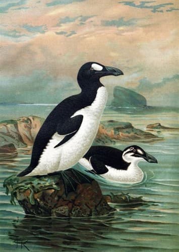 Great Auk