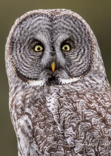 Great Gray Owl