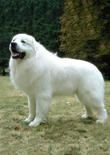 Great Pyrenees