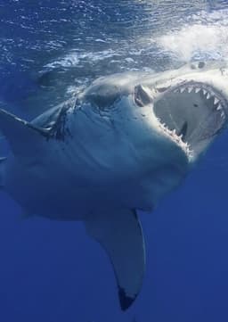 Great White Shark