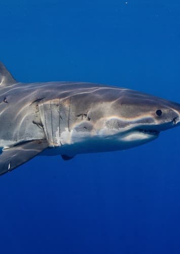 Great White shark