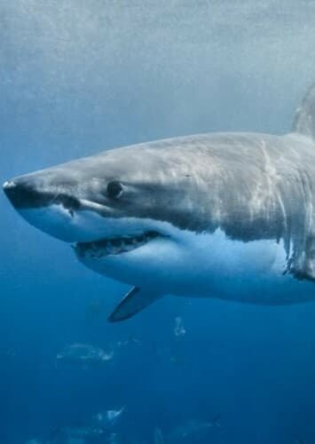Great White Shark