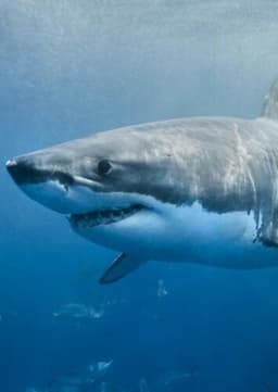 Great White Shark
