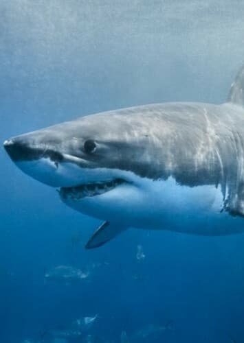 Great White Shark