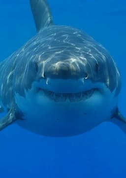 Great White Shark