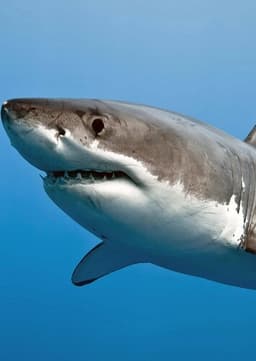 Great White Shark