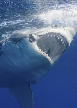 Great White Shark