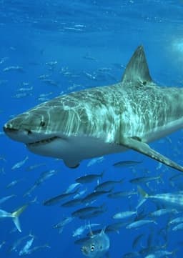 Great White Shark