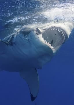 Great White Shark