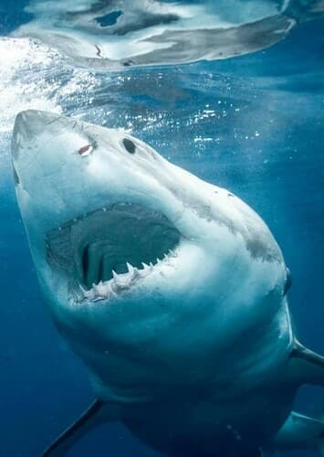Great White Shark