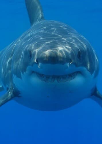 Great White Shark