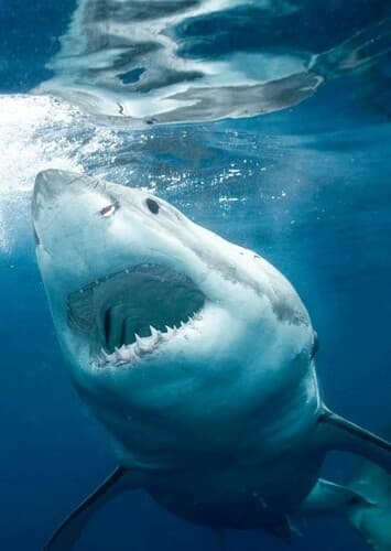 Great White Shark