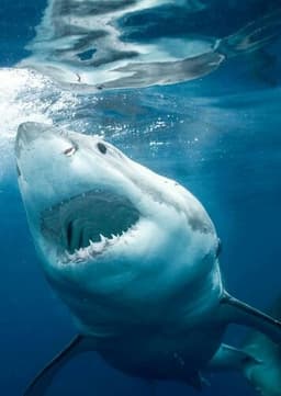 Great White Shark