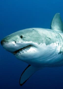 Great White Shark