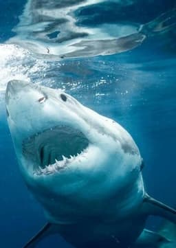 Great White Shark