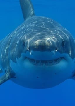 Great White Shark