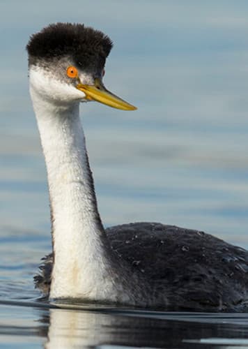 Grebe