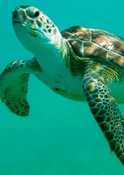 Green Sea Turtle