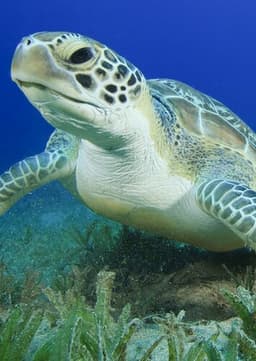 Green Sea Turtle