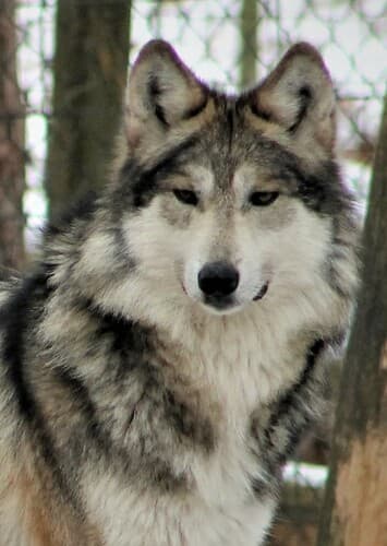 Grey (The Gray Wolf)